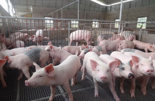 发力生猪养殖 罗牛山拟募资近25亿扩产